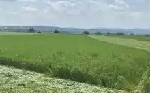 Asociere sau vanzare ferma mixta agricola Asociere sau vanzare ferma mixta agricola