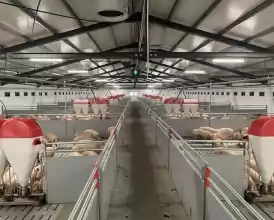 Ferma zootehnica de porci NOUA Full dotata - 548.000 EUR Ferma zootehnica de porci NOUA Full dotata