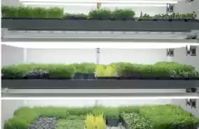 Vand afacere de Microplante Vand afacere de Microplante