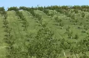 Investiție agricolă Livadă ecologică de nuci Investiție agricolă Livadă ecologică de nuci