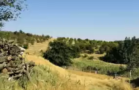 Vând fermă cu 107ha comasate plantatie vie+pomi Vând fermă cu 107ha comasate plantatie vie+pomi