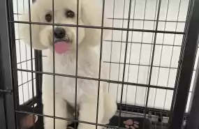 Salon Canin/Felin Salon Canin/Felin