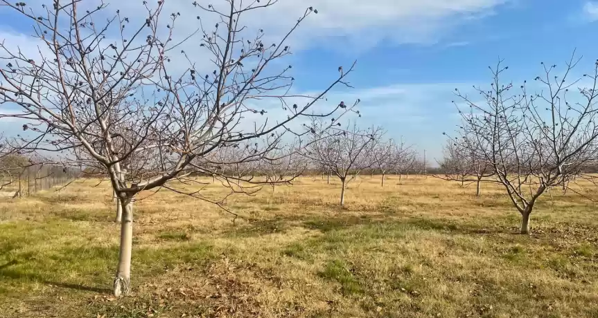 VAND FERMA POMICOLA 377 ha