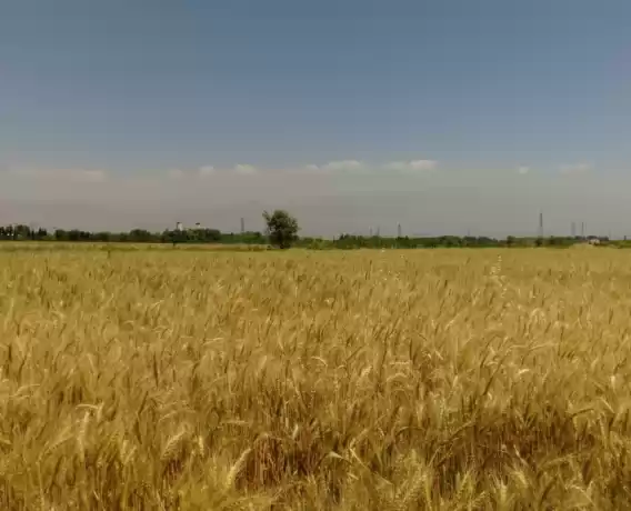 1.500 ha Teren agricol și pășune (Vest România)
